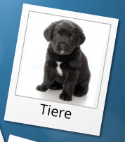 Tiere
